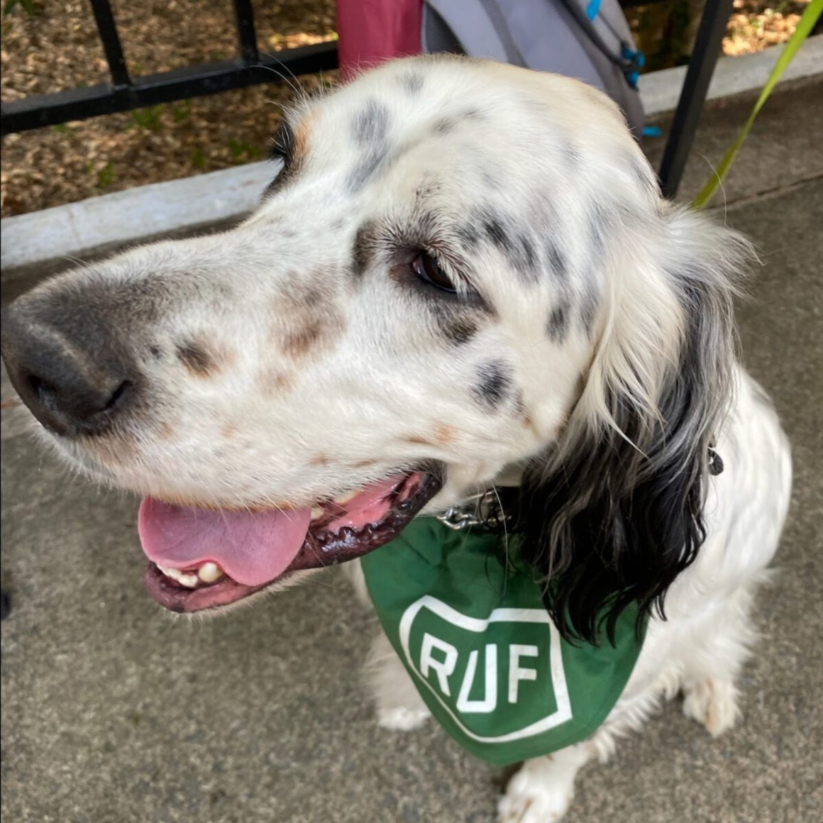 Camp the dog is a good boy and a great RUF recruiter! 