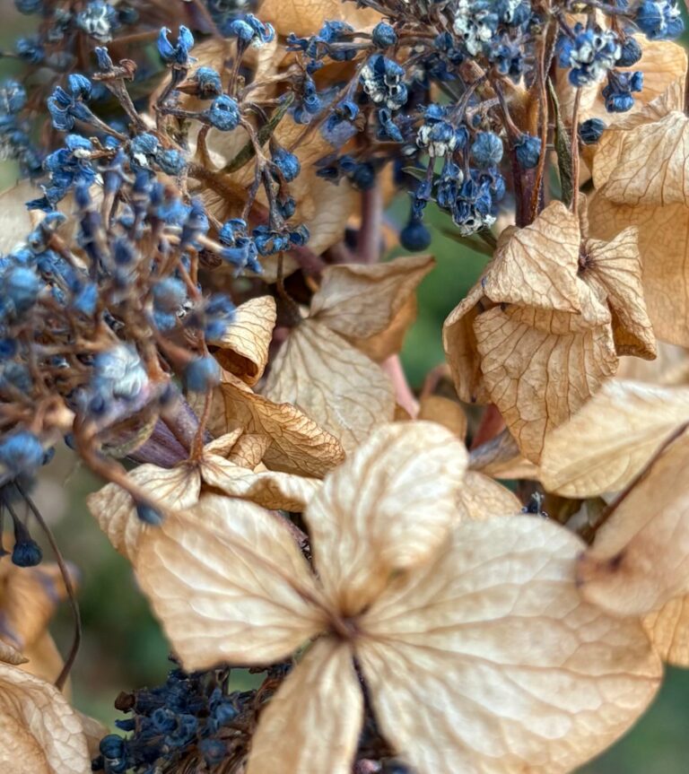 A Season for Gratitude